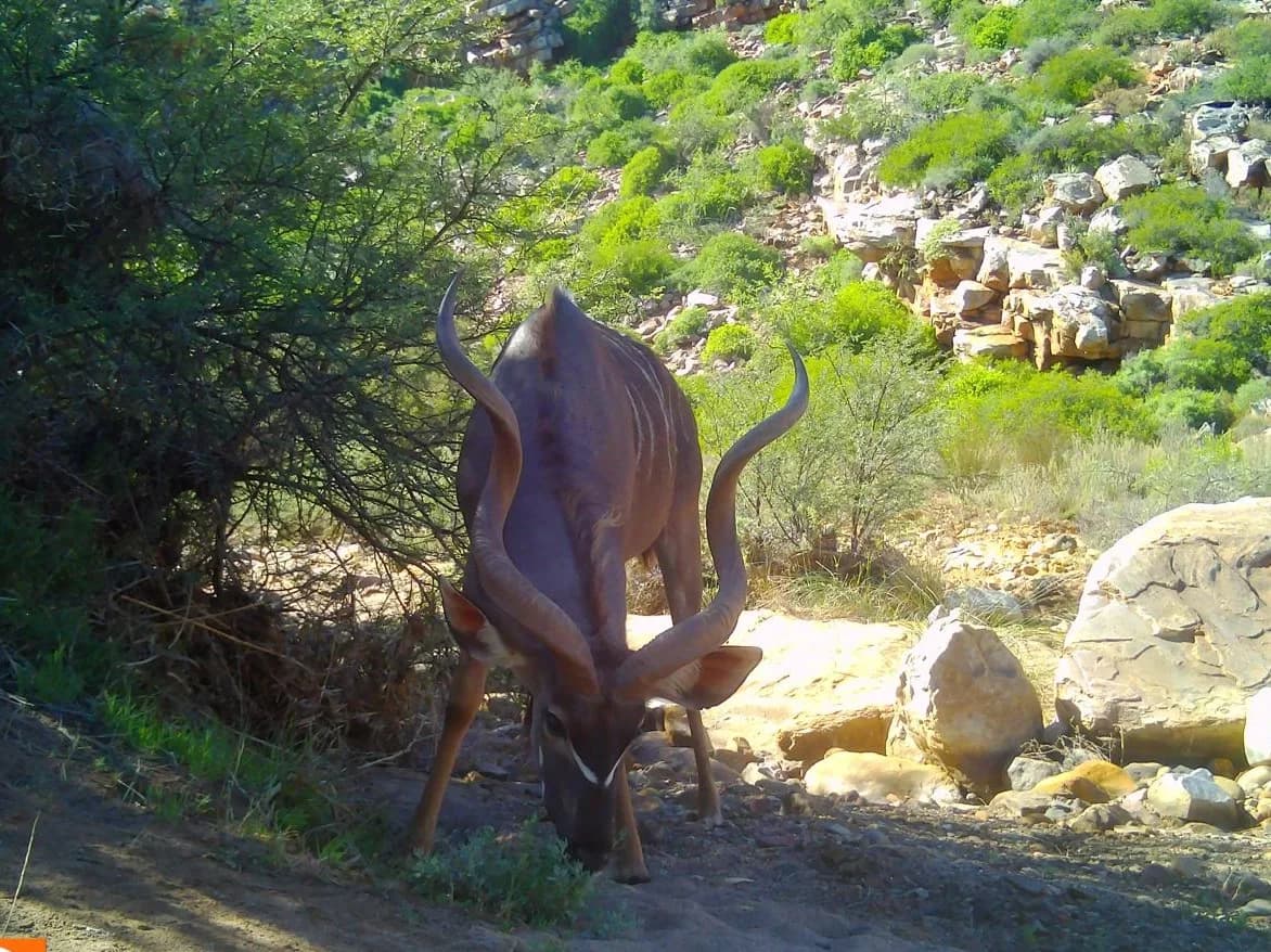 Wildlife Walks & Ecology